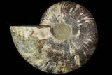 Agatized Ammonite Fossil (Half) - Agatized #91192-1